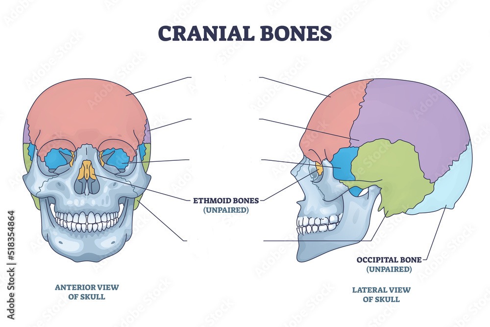 <p>Ethmoid Bone </p>