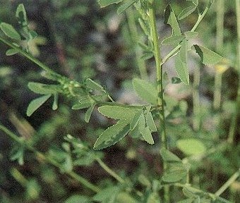 The amount of biomass present in an ecosystem at a particular time