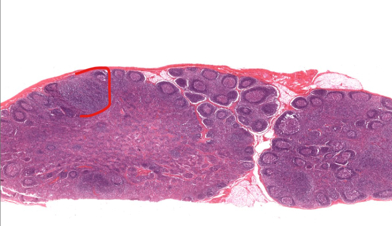 <p>region of organ</p>