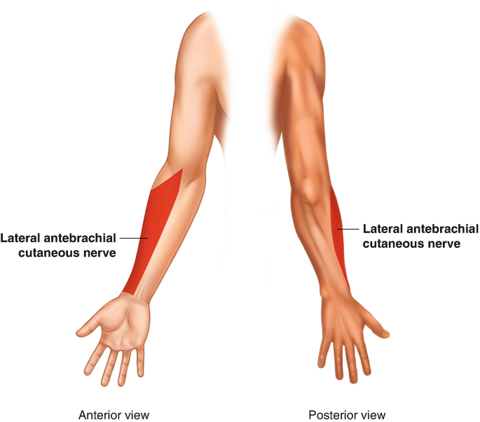 <p>forearm</p>