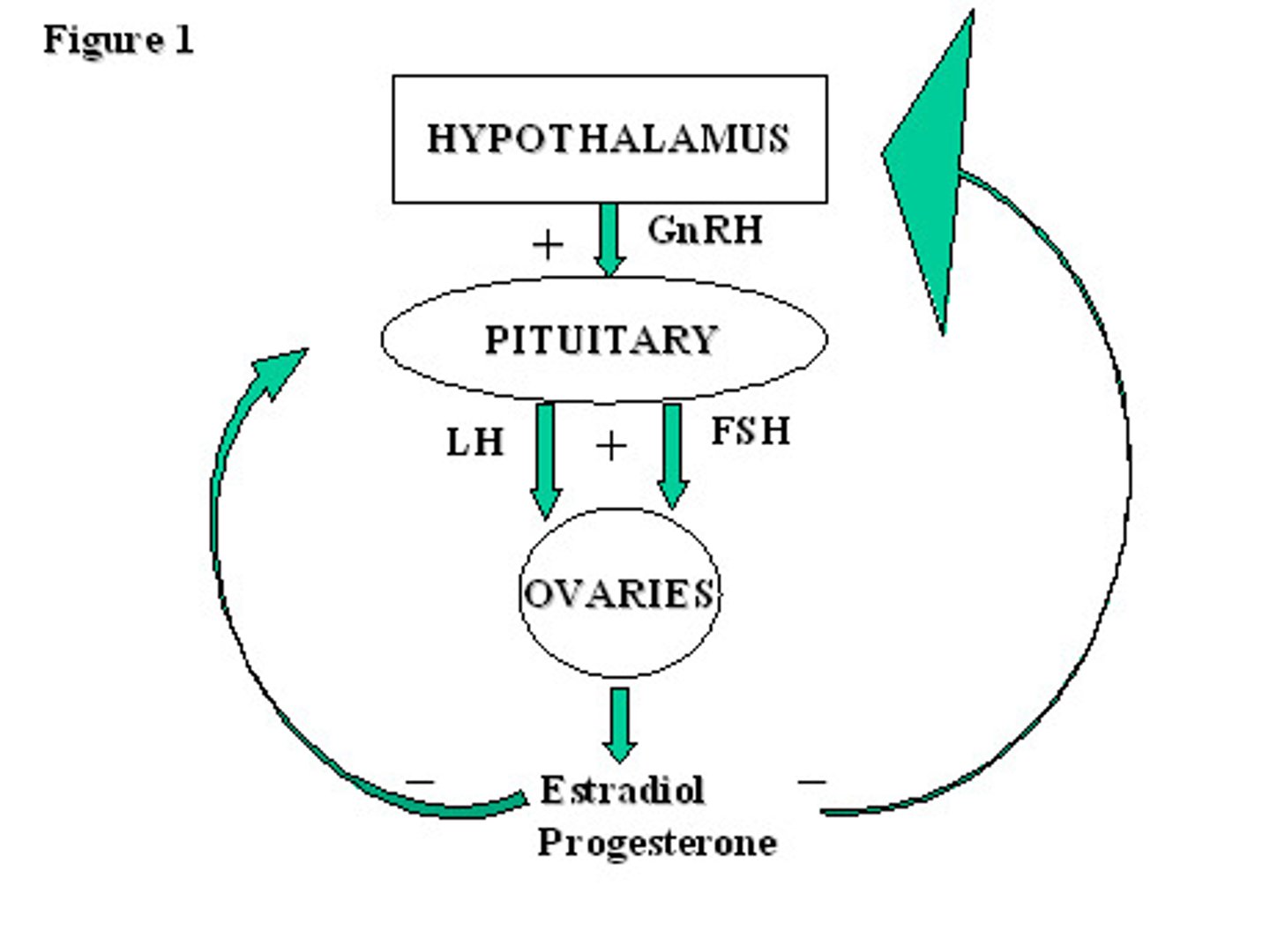 <p>gonadotropin releasing hormone (GnRH)</p>