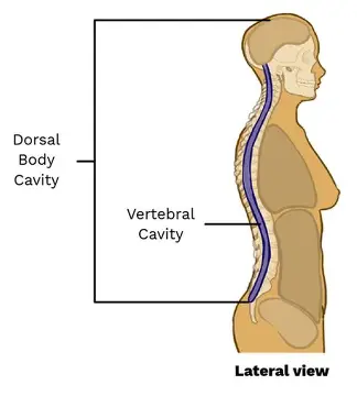 <p>The cavity that runs down your back and protects your spinal cord.</p>