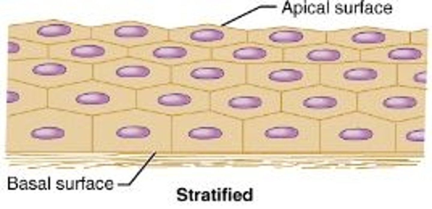 <p>Two or more layers of cells; shape can change in different layers.</p><p>Regenerates from below: basal cells divide and cells migrate to the surface.</p><p>More durable than simple epithelia and protection is the major role</p>