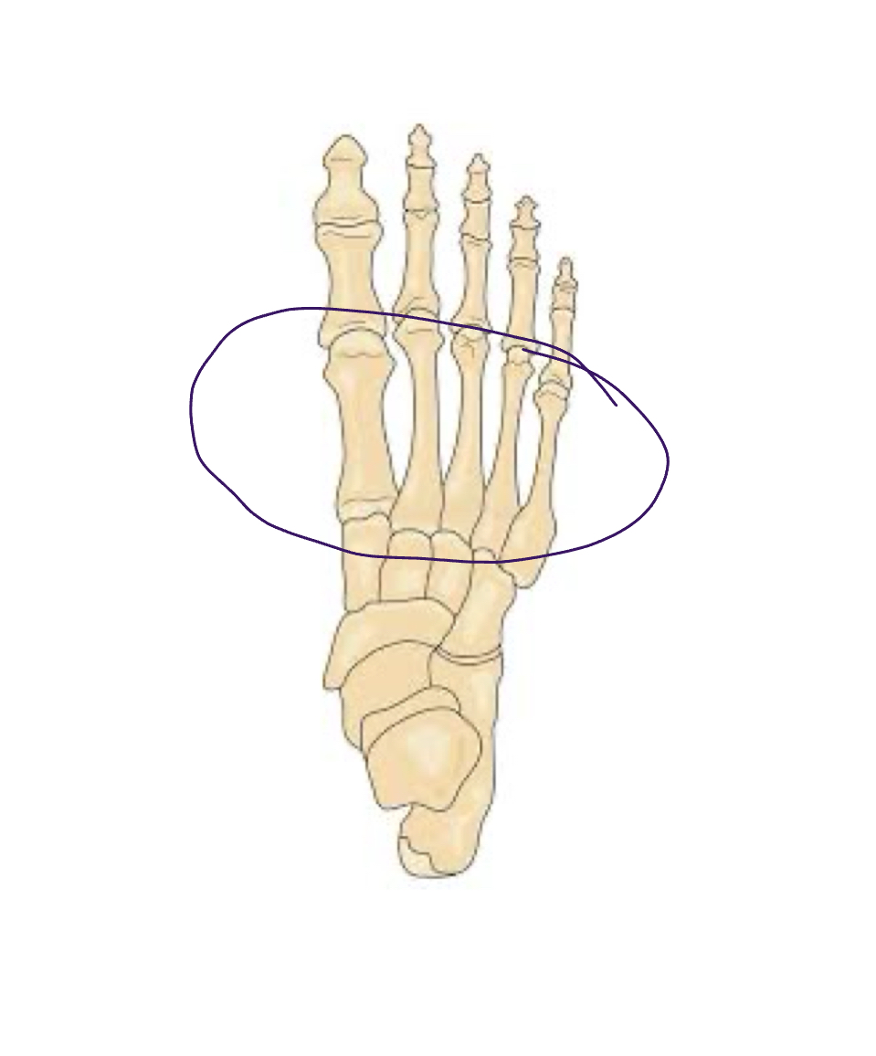 <p>Form the arch of the foot </p>