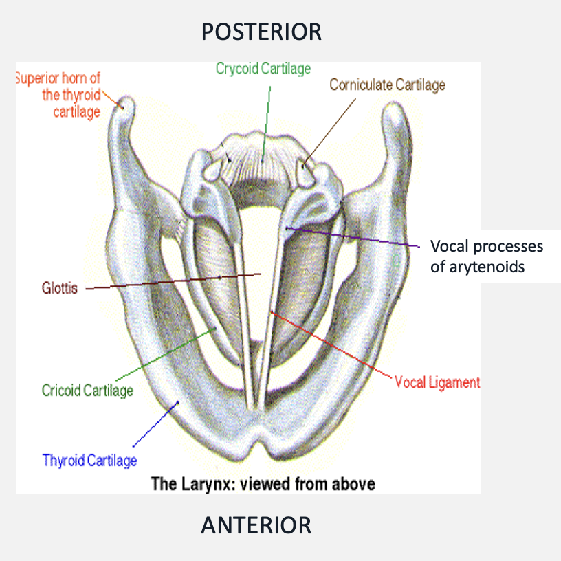 <ul><li><p>the arytenoid cartilages are paired</p></li><li><p>the vocal folds attach to the vocal processes of the arytenoids posteriorly and to the thyroid cartilage anteriorly </p></li><li><p>the arytenoid cartilages form 2 synovial joints with the cricoid lamina » cricoarytenoid joints</p></li></ul><p></p>