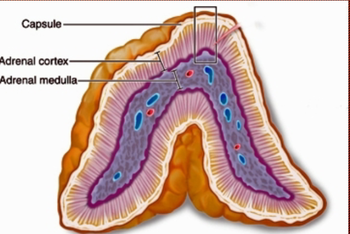 <p>Hypothalamus 3rd influence</p>