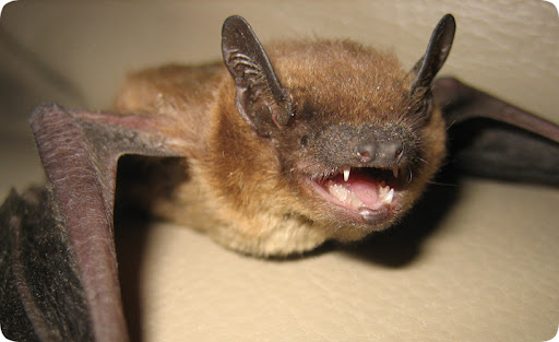 <p><em>Nycticeius humeralis</em></p>