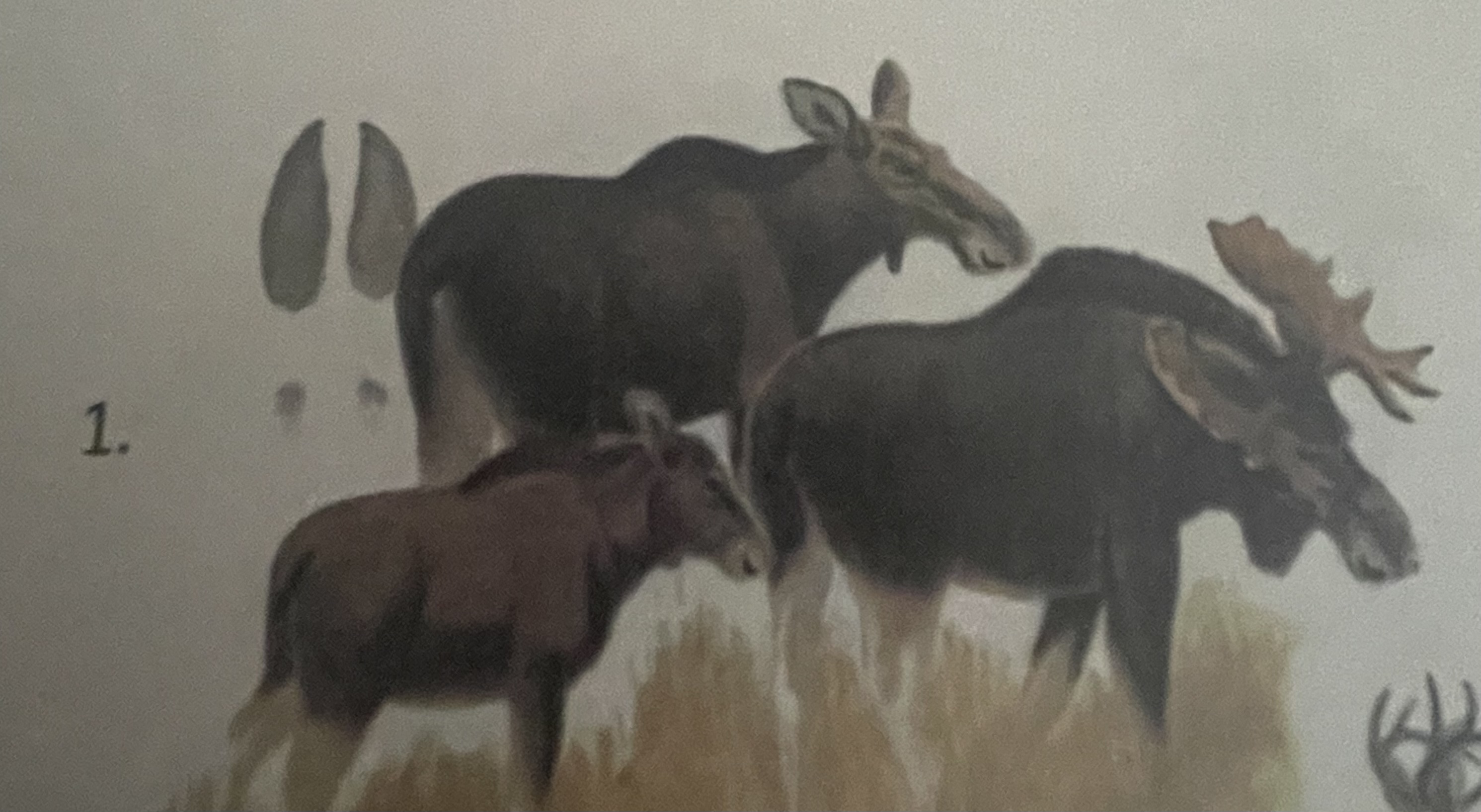 <p>mikä eläin</p>