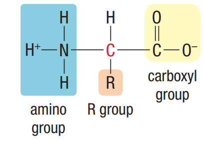 <p>40,000 proteins in the body are made from 20 amino acids</p><p>• 8 a.acid. are essential → must be obtained through our diet, cannot be synthesized by our bodies</p><ul><li><p>amino acids (a.a.) → central carbon, amino group, carboxyl group, ‘R’ side chain</p><ul><li><p>subunit for protein</p></li></ul></li></ul><p></p>
