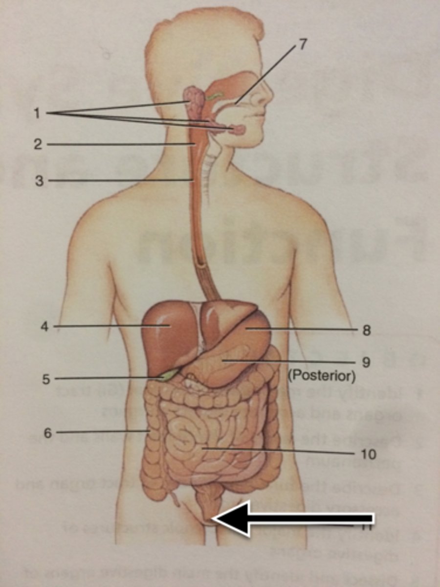 knowt flashcard image