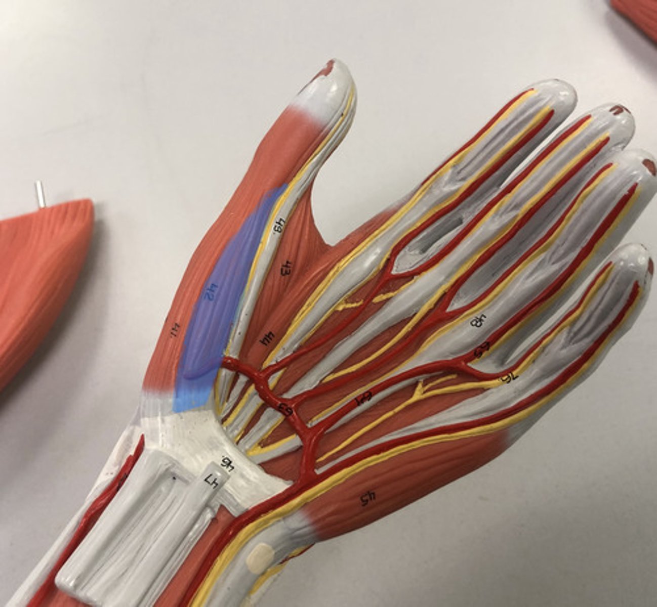 knowt flashcard image