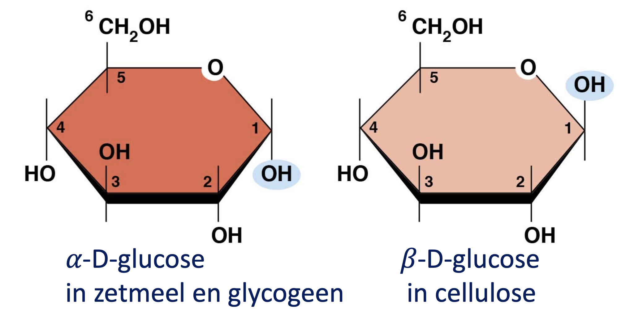 <p>Bij alfa-D glucose staat de OH groep op C1 naar beneden gericht terwijl op beta-D glucose de OH groep op C1 naar boven is gericht, dit zijn stereo-isomeren op C1</p>