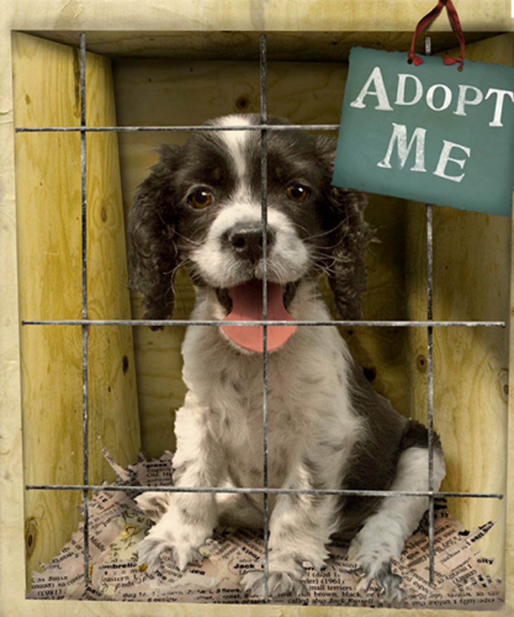 <p>vt.收養；領養</p>