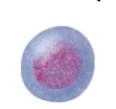 <p>an undifferentiated cell capable of giving rise to any type of blood cell</p>