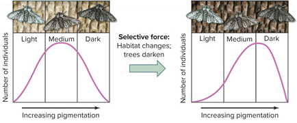 <p><span>The image shows an example of what type of natural selection?</span></p>