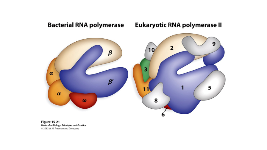 <p>In eukaryotes, this makes mRNAs, or micro RNAs, from DNA transcripts. The eukaryotic version is more complex than the bacterial version but has structural similarities.</p>
