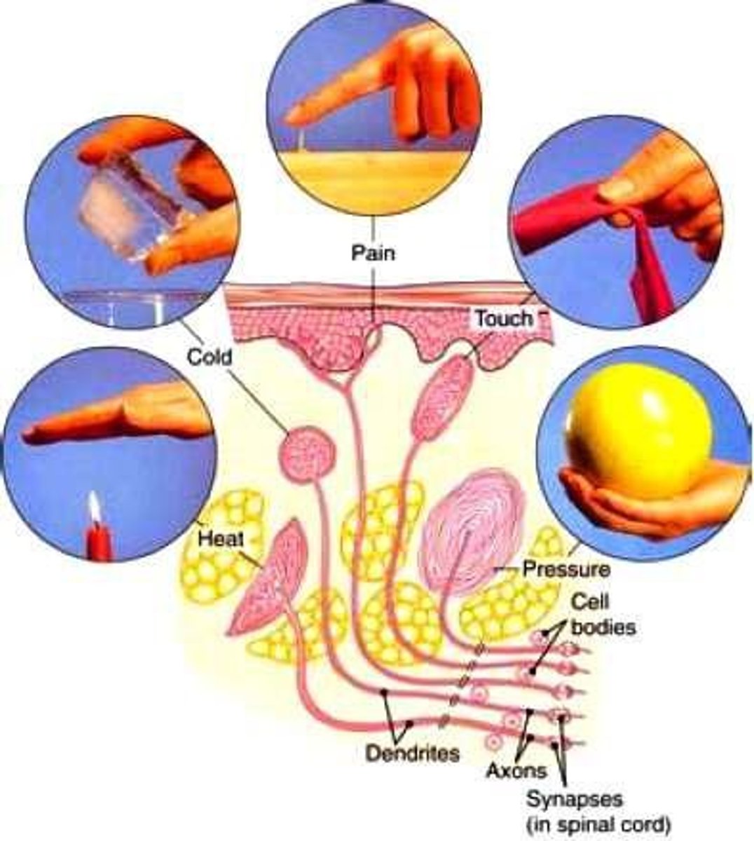 <p>also known as tactile senses: touch, pressure, temperature, pain. controlled by motor cortex and sensory cortex.</p>