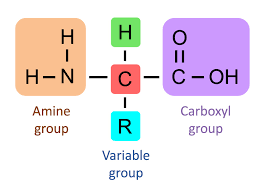 <p>This structure has an acid and base which helps it act like a buffer</p><p>NH3+ - Amine group</p><p>R - Side Chain</p><p>COOH - Carboxyl group</p>