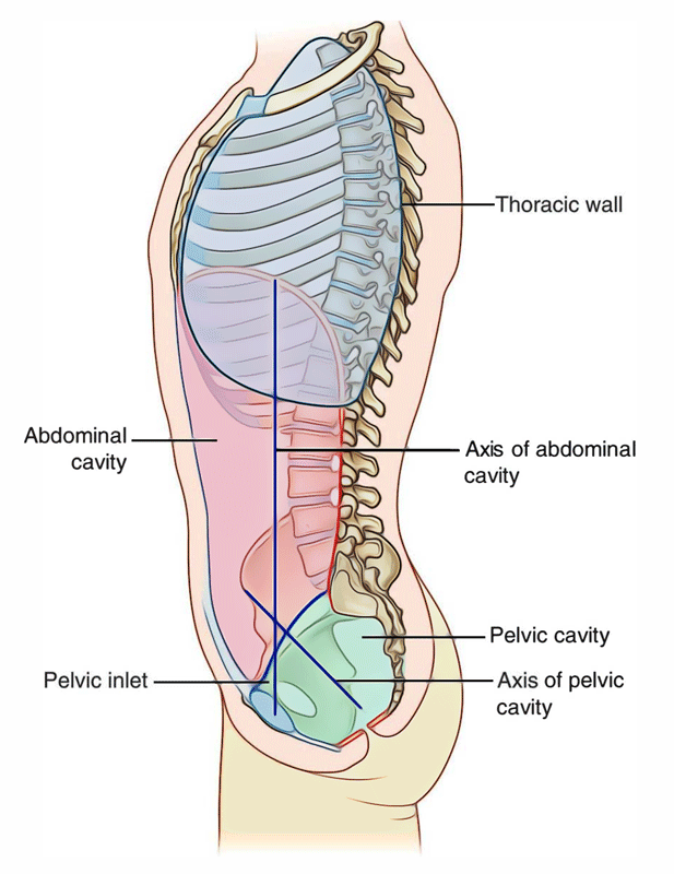 <p>Pelvic Inlet</p>