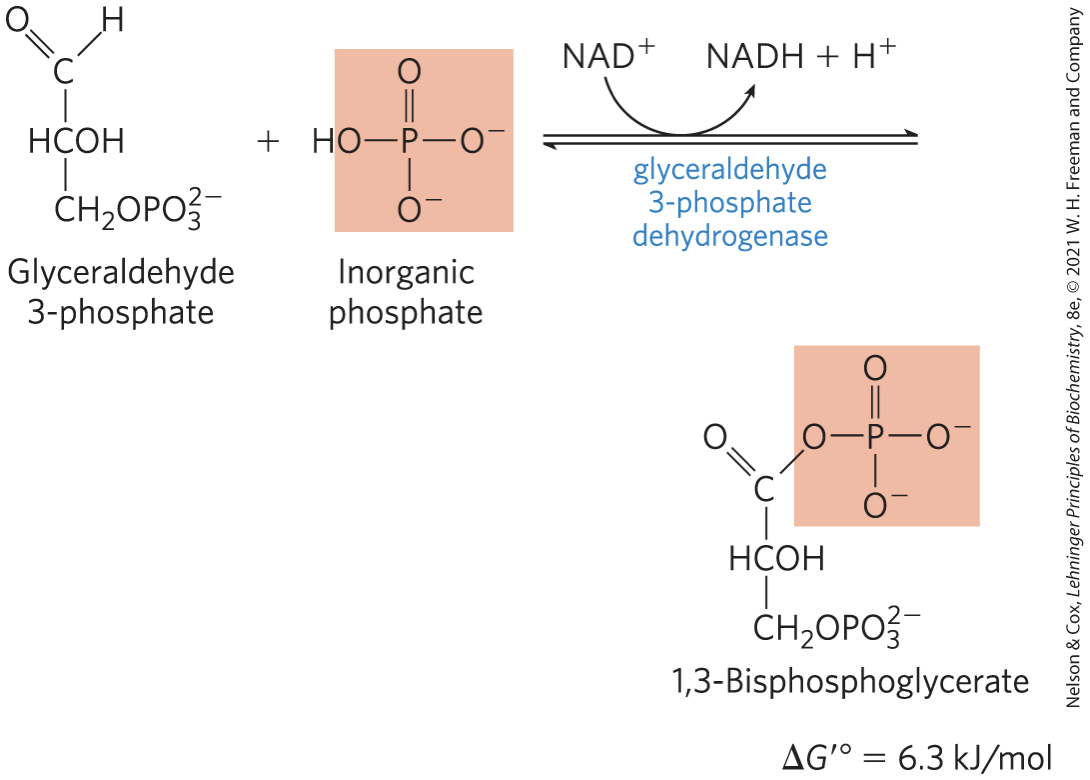 <p><strong>glyceraldehyde 3-phosphate dehydrogenase</strong> catalyzes the oxidation glyceraldehyde 3-phosphate to 1,3-bisphosphoglycerate</p><p>energy-conserving reaction</p><p></p>