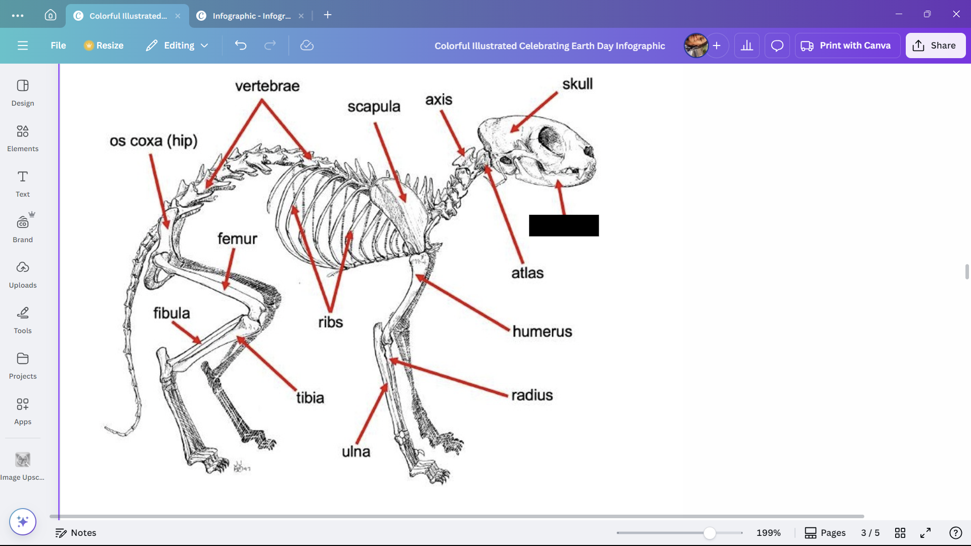 <p>The lower jaw of a cat.</p>