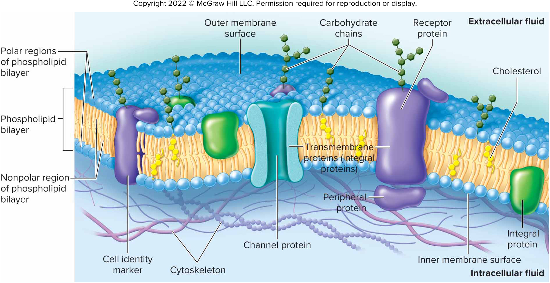 <p>Cell Membrane</p>