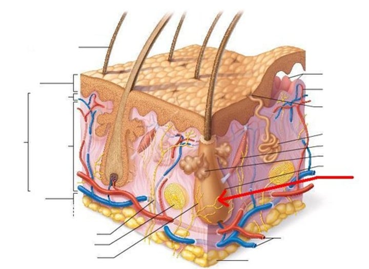 <p>hair that is hidden in the follicle</p>