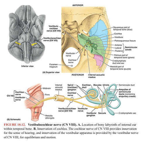 <p>Functions: special sensory (special somatic afferent), that is, special sensations of hearing, equilibrium, and motion (acceleration/deceleration). Nuclei: Vestibular nuclei are located at the junction of the pons and medulla of the brainstem in the lateral part of the floor of the 4th ventricle; the cochlear nuclei, anterior and posterior, are in the medulla (Fig. 10.6). The vestibulocochlear nerve (CN VIII) emerges from the junction of the pons and medulla and enters the internal acoustic meatus (Figs. 10.2, 10.3A, 10.4, and 10.12). Here, it separates into the vestibular and cochlear nerves.</p><p>The vestibular nerve is composed of the central processes of bipolar neurons in the vestibular ganglion. The peripheral processes of the neurons extend to the maculae of the utricle and saccule (sensitive to linear acceleration and the pull of gravity relative to the position of the head) and to the cristae of the ampullae of the semicircular ducts (sensitive to rotational acceleration). • The cochlear nerve is composed of the central processes of bipolar neurons in the spiral ganglion; the peripheral processes of the neurons extend to the spiral organ for the sense of hearing.</p><p>Within the internal acoustic meatus, the two divisions of CN VIII are accompanied by the primary root and intermediate nerve of CN VII and the labyrinthine artery (Fig. 10.3A; see Figs. 8.42 and 8.43 in Chapter 8, Head).</p>