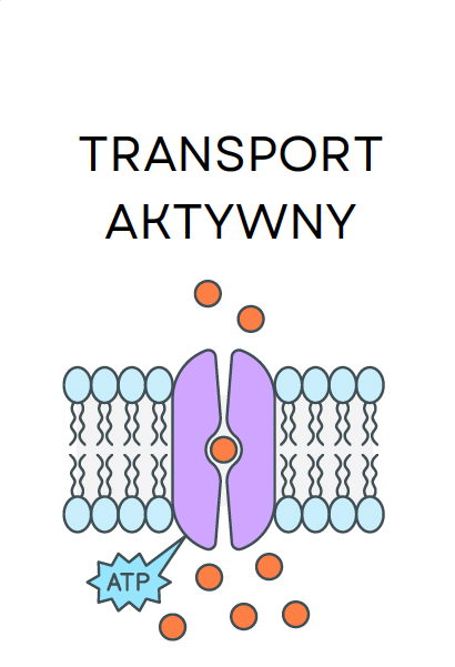 <p>TRANSPORT CZYNNY</p>