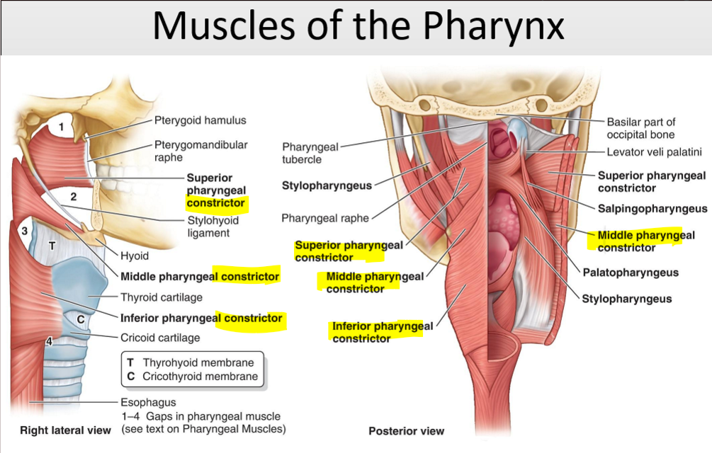 <p>Constrict the pharynx and propel food to the esophagus.</p>