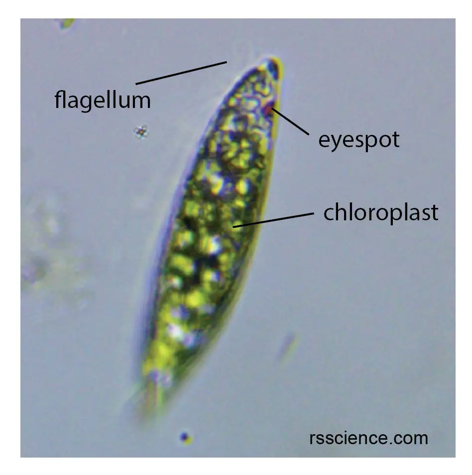 <ul><li><p><em>Euglena</em>: mixotrophic, eyespot (stigma).</p></li><li><p>2 flagella (1 long, 1 short).</p></li><li><p>Asexual via binary fission.</p></li></ul><p></p>