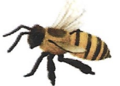 <p>ఇది ఏమిటి?</p>