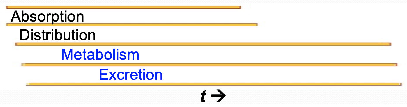 process of *excretion* or concerted to metabolites by *biotransformation*