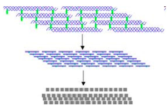 <p>crosslinked, His and Lys residues</p>