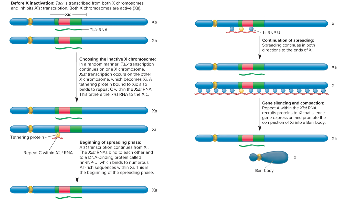 <ul><li><p>one of X chromsomes (the one that will become inactive Barr body) begins to express Xist gene, process of choosing inactive X chromosome is not well understood</p></li><li><p>Xist RNA binds to XIC and spreads to both ends of X chromosome</p></li><li><p>Xist RNA recruits proteins to X chromosome that make it into a compact Barr body, inactive with regard to gene expression</p></li><li><p>some genes on this chromosomes may be expressed</p></li></ul><p></p>