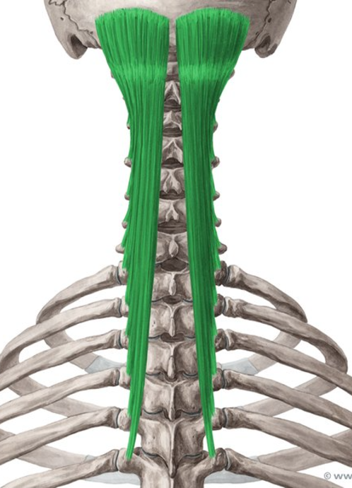 <p>Semispinalis nerve supply</p>