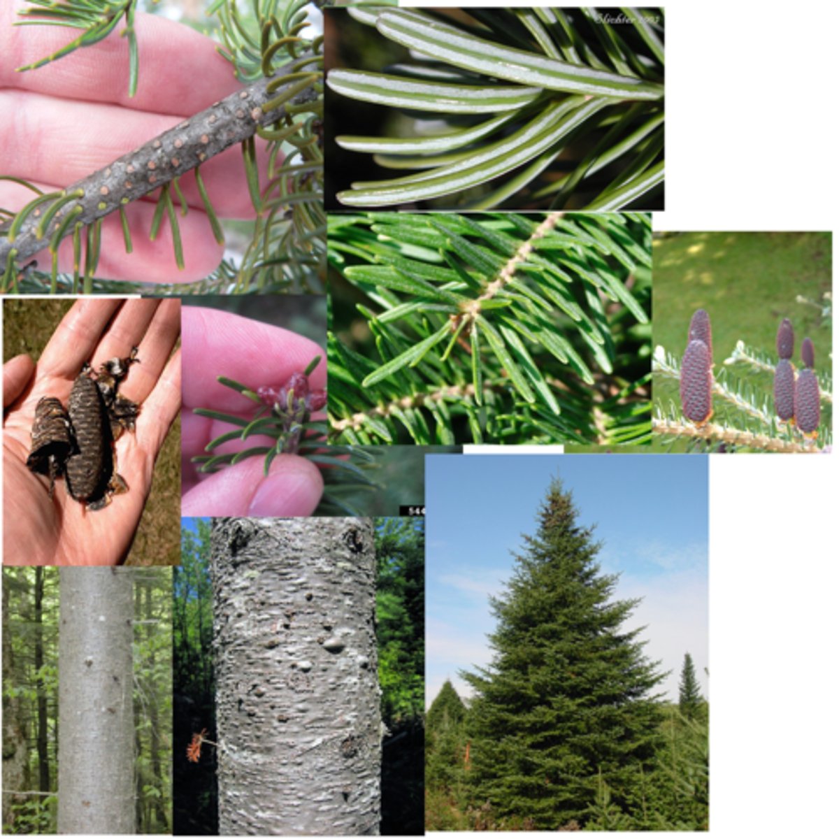 <p>Pinaceae Abies balsamea</p>