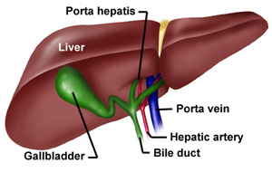 <p>The <strong>porta hepatis</strong>, which acts as the hilum of the liver.</p>