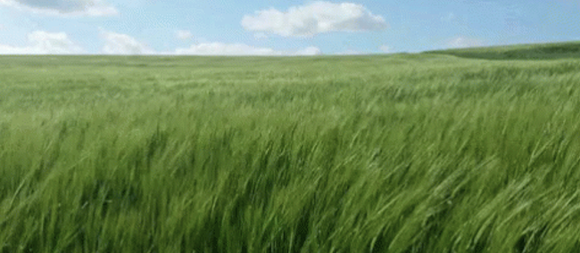 <p>What type of habitat is this?</p>