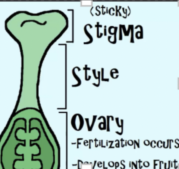 <p><span style="background-color: inherit;"><strong>pistil and contain </strong></span><span style="background-color: inherit; line-height: 19.55px; color: windowtext;">Stigma – called the sticky stigma so pollen can stick to it&nbsp;</span><span style="line-height: 19.55px; color: windowtext;">&nbsp;</span></p><ul><li><p class="Paragraph SCXO197310411 BCX0" style="text-align: left;"><span style="background-color: inherit; line-height: 19.55px; color: windowtext;">Style – supports stigma&nbsp;</span><span style="line-height: 19.55px; color: windowtext;">&nbsp;</span></p></li><li><p class="Paragraph SCXO197310411 BCX0" style="text-align: left;"><span style="background-color: inherit; line-height: 19.55px; color: windowtext;">ovary - which is where fertilization occurs and where seeds are formed&nbsp;</span><span style="line-height: 19.55px; color: windowtext;">&nbsp;</span></p></li><li><p class="Paragraph SCXO197310411 BCX0" style="text-align: left;"><span style="background-color: inherit; line-height: 19.55px; color: windowtext;">it will ripen into a fruit&nbsp;</span></p></li></ul><p></p>