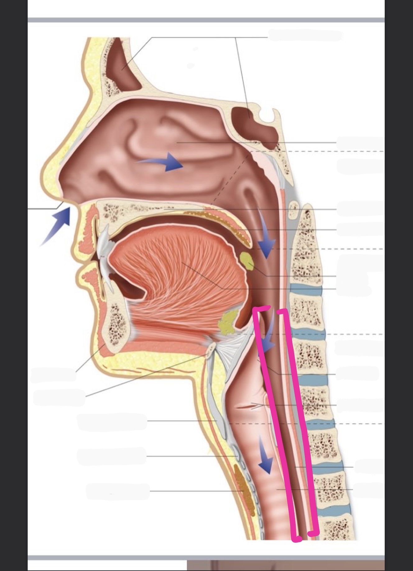 knowt flashcard image