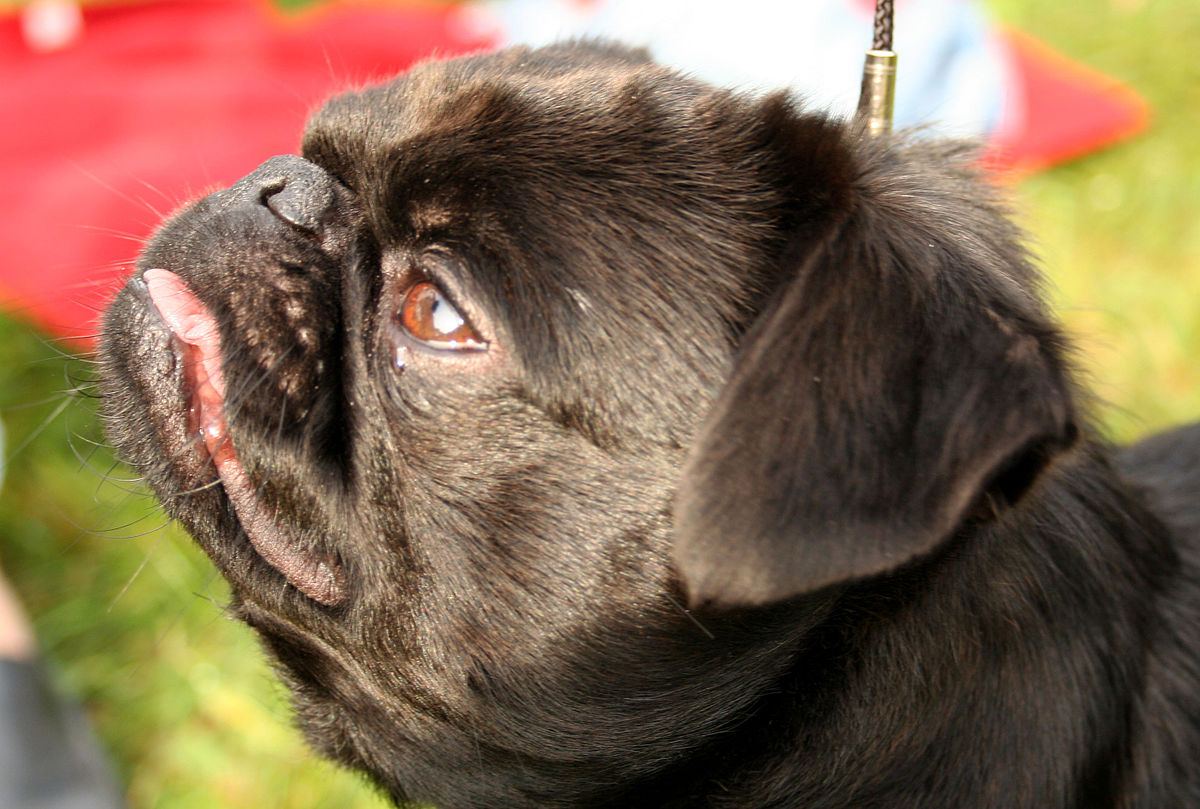 <p>Snoeksgebit (Onderbeet)</p><p>Veel voorkomend bij brachycefale rassen (bulldog, Perzische kat)</p>