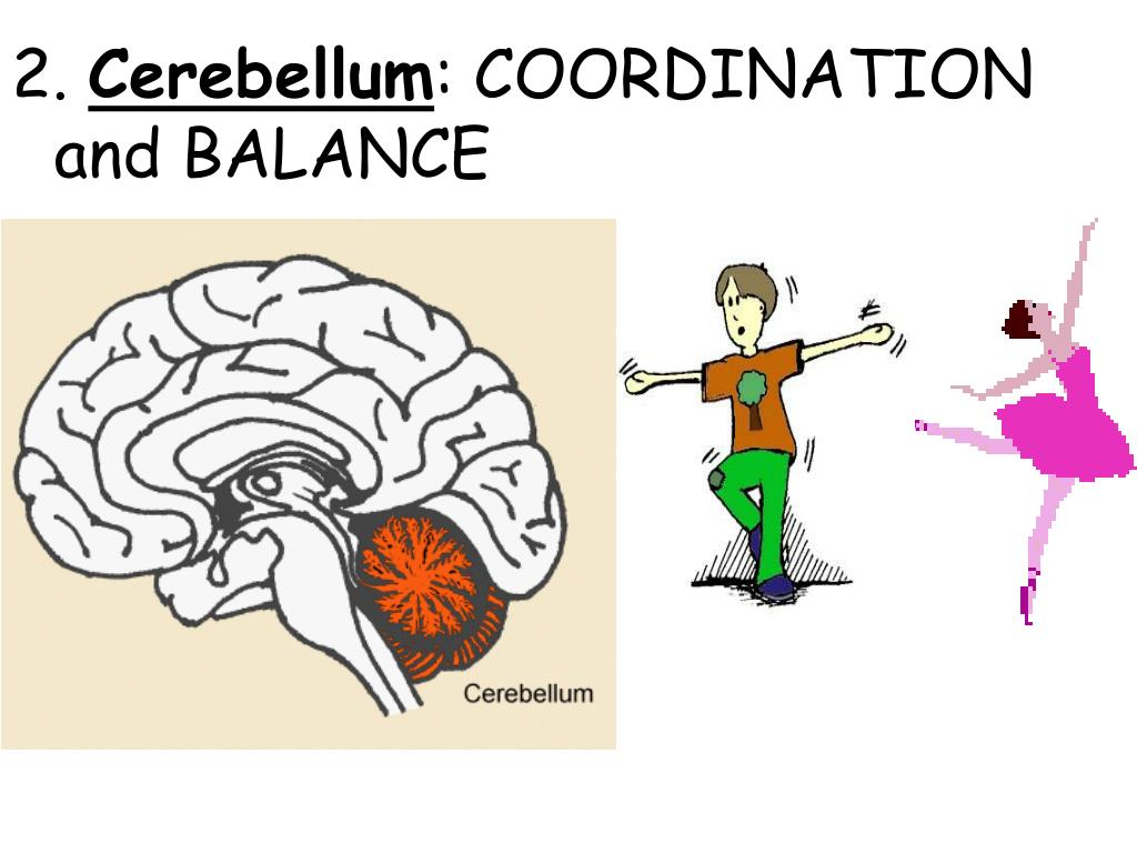 <p><strong>controls coordinated movements, posture, balance</strong></p>