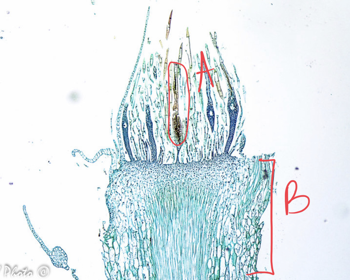 <ul><li><p>which organism is this?</p></li><li><p>what reproduction?</p></li><li><p>male or female?</p></li><li><p>label specimen + slide</p></li></ul>