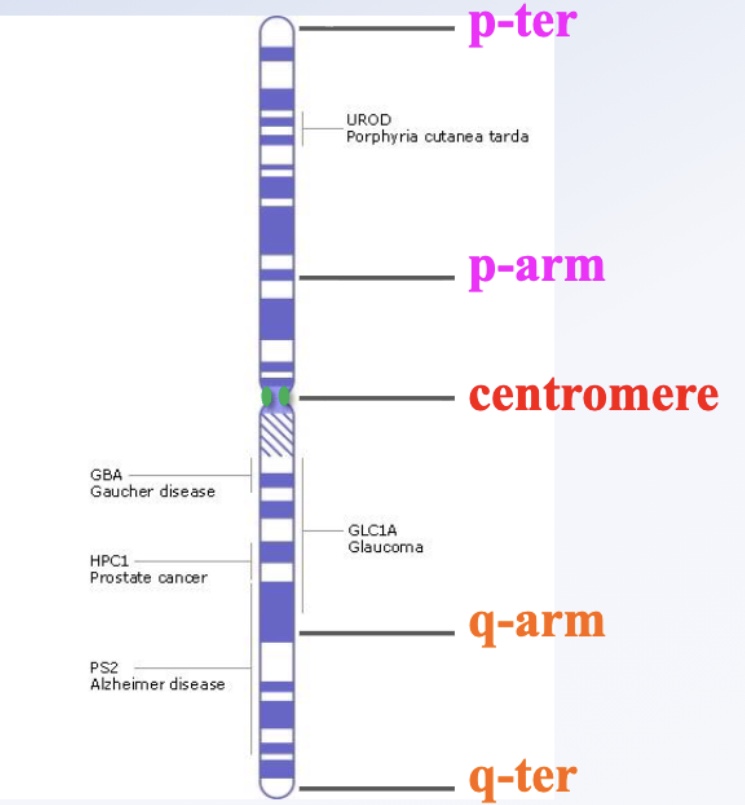 <p>Gene mapping shows the specific locus of a gene on a chromosome. The closer two genes are, the less likely crossing-over occurs between them during Prophase I. The centromere is where kinetochores form, and chromosomes have short (p) and long (q) arms ending at telomeres (p-ter, q-ter).</p>