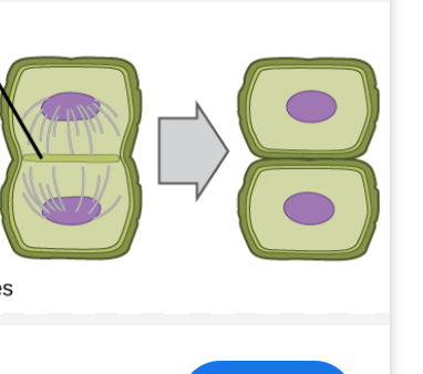 <p>cytokenesis in plant cells</p>