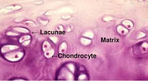 <p>entire cell</p><p></p><p></p>