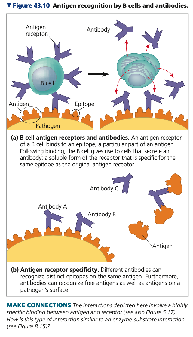 **B Cells & Antibodies**

* **B**i**nding of B cell antigen**
  * Early step in B cell activation
  * Leads to formation of cells that secrete a _____ form of the receptor
    *  Antibody (e.g., immunoglobulin or Ig)
* **Antibodies**
  * Have same Y-shaped structure
  * Lack a membrane _____
  * Provide direct defense against pathogens in body fluids
* **Lock-and-key fit**
  * Antigen-binding site of a membrane-bound receptor or antibody has a unique shape
    * Fits a specific epitope
  * Stable interaction
    * Many ______ bonds between epitope and surface of binding site
  * Differences in ___ acid sequence enable binding to be highly specific
* B cell antigen receptors and antibodies bind to antigens in blood and lymph