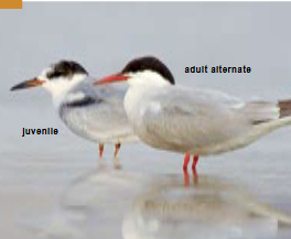 <p><span><span>Sterna hirundo </span></span></p>