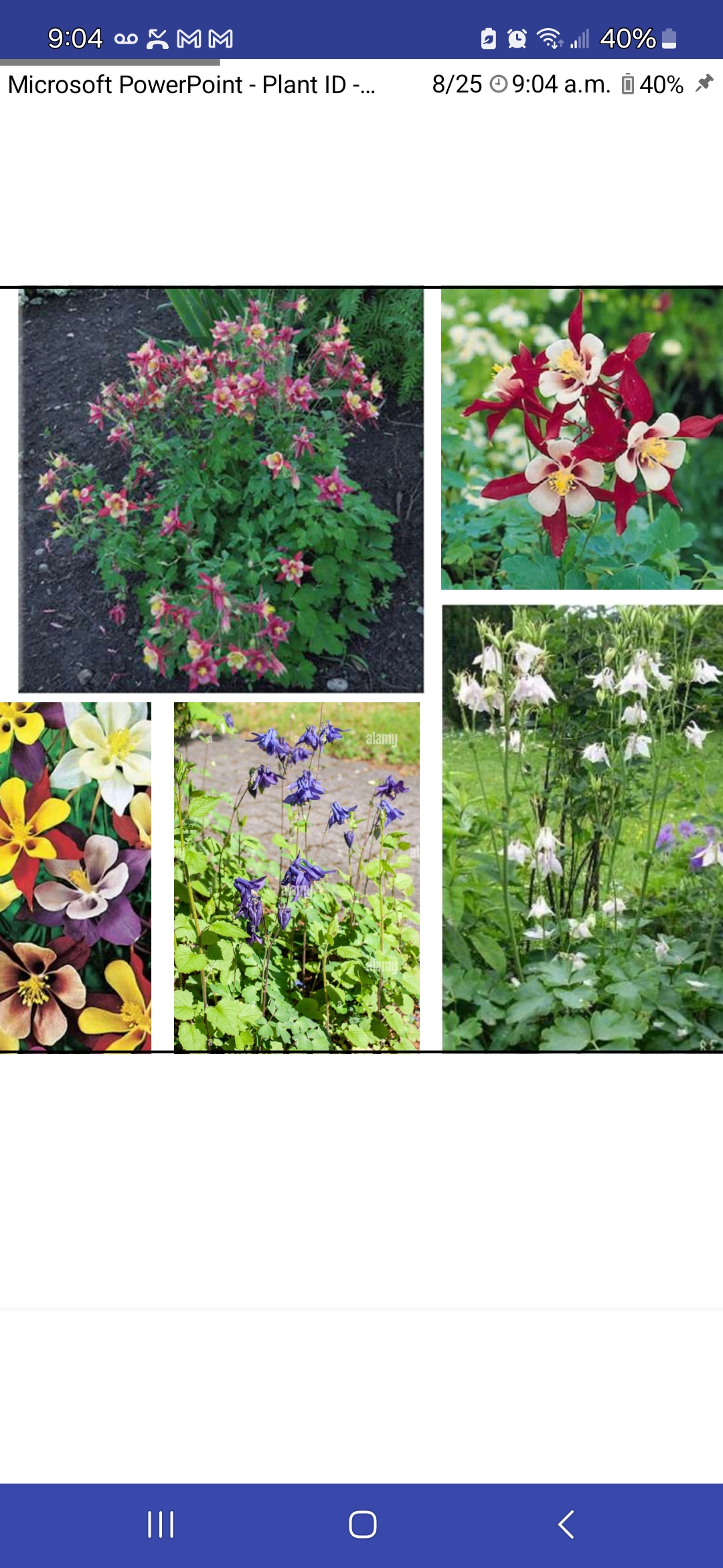 <p>Aquilegia spp., Ranunculaceae</p>